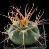 Gymnocalycium_guanchinese
